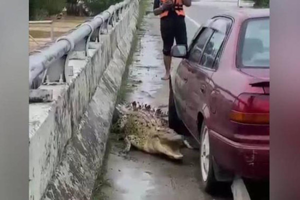 4 Penampakan Buaya di Tempat Umum, Ada yang Muncul di Atas Jembatan saat Banjir