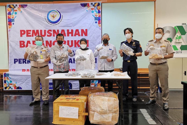 220,12 Kilogram Kuda Laut Kering yang Akan Diekspor Ilegal Dimusnahkan KKP