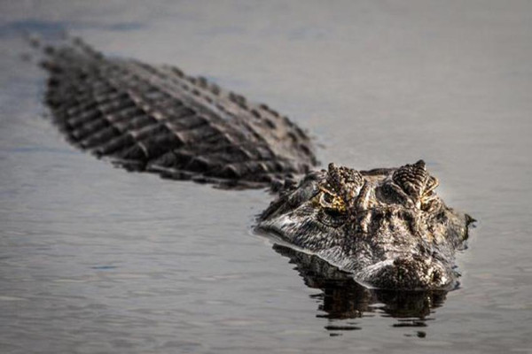 Buaya Mampu Berenang dengan Kecepatan 20 Km Per Jam