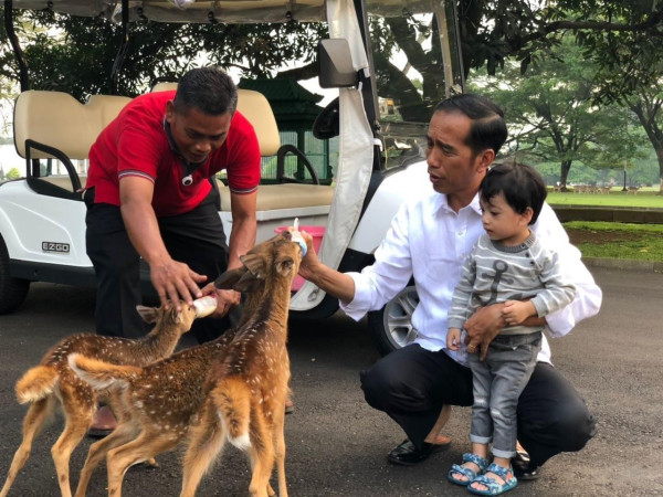 Asal Mula Rusa di Istana Bogor yang Sudah Ada sejak 1814
