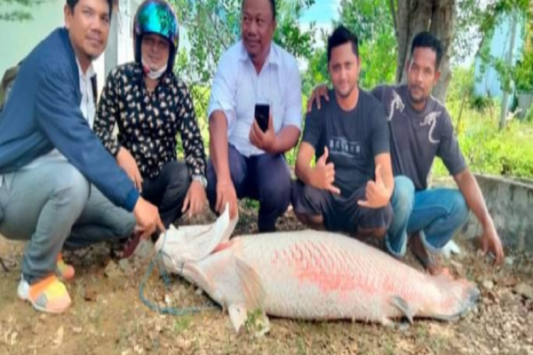 Penampakan Ikan Raksasa saat Banjir Hebohkan Warga Lhokseumawe