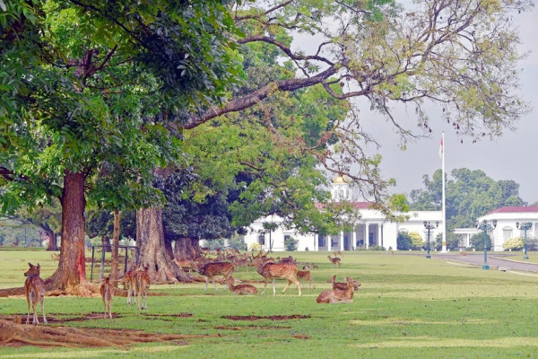 Asal Mula Rusa di Istana Bogor yang Sudah Ada sejak 1814