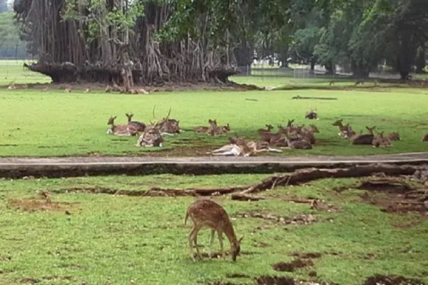 Asal Mula Rusa di Istana Bogor yang Sudah Ada sejak 1814