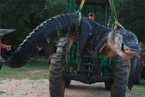 6 Aligator Terbesar di Dunia yang Pernah Ditangkap, Ada yang Panjangnya 5 Meter
