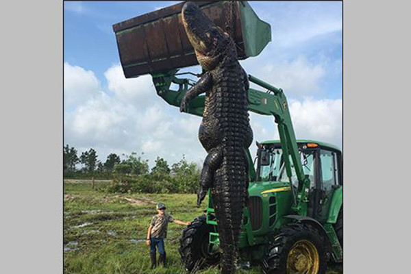 6 Aligator Terbesar di Dunia yang Pernah Ditangkap, Ada yang Panjangnya 5 Meter