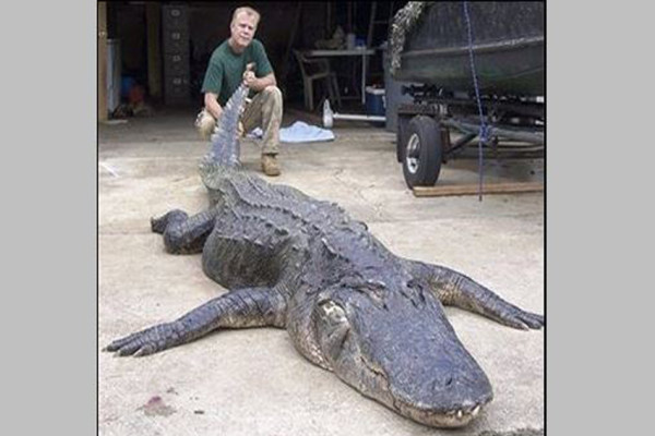 6 Aligator Terbesar di Dunia yang Pernah Ditangkap, Ada yang Panjangnya 5 Meter