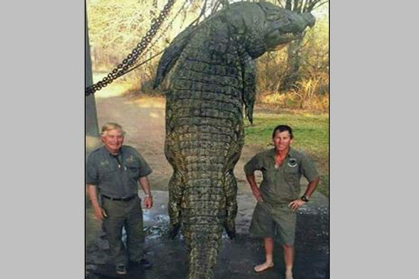 6 Aligator Terbesar di Dunia yang Pernah Ditangkap, Ada yang Panjangnya 5 Meter
