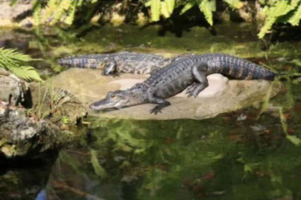 70 Persen Buaya Betina Terbukti Setia, Buaya Jantan?