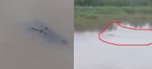 Penampakan Buaya 5 Meter di Ladang Pertanian Gegerkan Warga Manggala Makassar