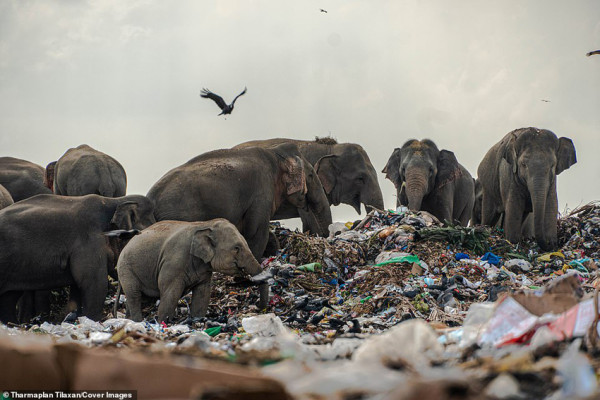 Menyedihkan, Puluhan Gajah Liar di Sri Lanka Mati karena Makan Plastik