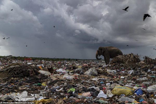 Menyedihkan, Puluhan Gajah Liar di Sri Lanka Mati karena Makan Plastik