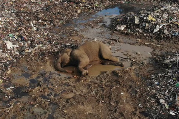 Menyedihkan, Puluhan Gajah Liar di Sri Lanka Mati karena Makan Plastik