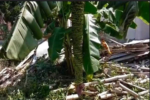 Aneh dan Unik, Pohon Pisang di Mandailing Natal Berbuah Seribu