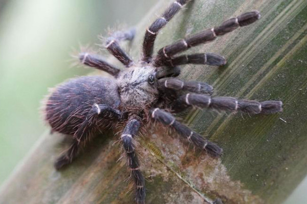 Youtuber Thailand Temukan Spesies Baru Tarantula, Ini Keunikannya