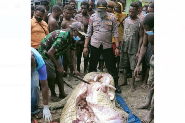 Buaya Raksasa Makan Manusia di Papua Ditangkap, saat Perutnya Dibelah Ditemukan Potongan Kaki