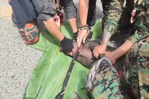Edy Mulyadi Hina Kalimantan, Masyarakat Adat Dayak Gelar Ritual Potong Babi dan Ayam