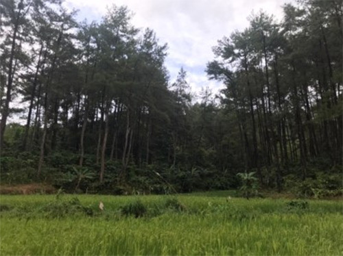 5 Obyek Wisata Alam di Bogor yang Sudah Bersertifikat CHSE