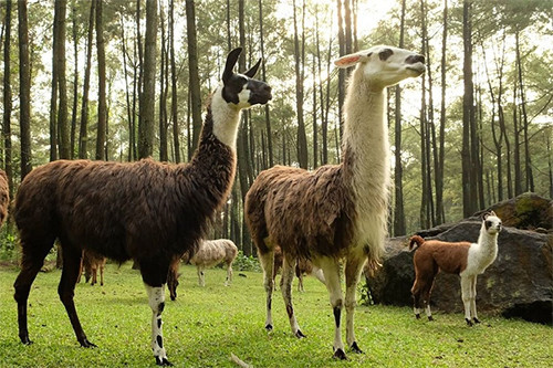 5 Obyek Wisata Alam di Bogor yang Sudah Bersertifikat CHSE