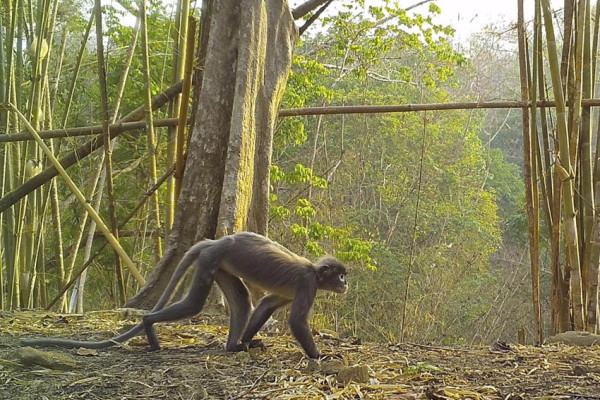 Monyet Hantu Ditemukan di Myanmar, Masuk 224 Spesies Dilindungi