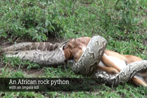 Viral, Rekaman Ular Sanca Menelan Seekor Impala Bulat-bulat