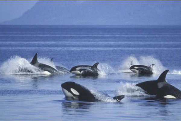 Viral, Ilmuwan Rekam Paus Orca Bunuh Paus Biru dan Memakan Lidahnya