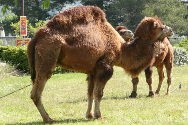 Kuil Arab Kuno Ungkap Bukti Pembiakan Unta Hibrid Dilakukan Sejak 2.000 Tahun Lalu