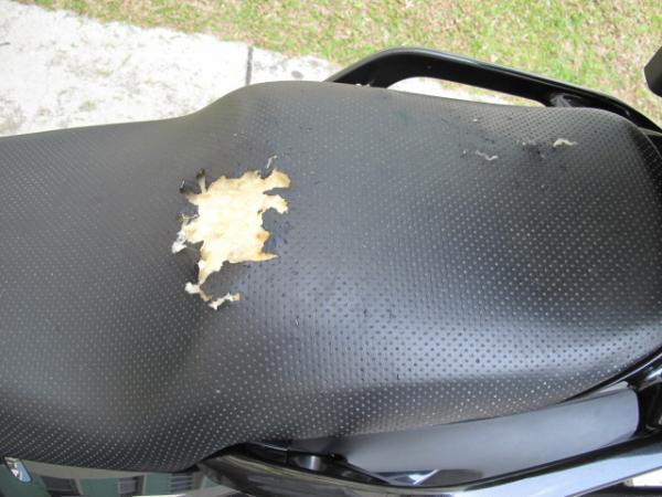 Sayangi Jok Motor Anda, Ikuti Tips Ini Agar Terhindar dari Cakaran Kucing