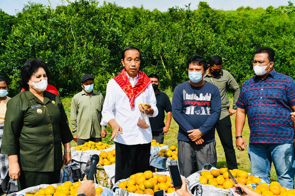 Potret Jokowi Panen Jeruk dan Makan Langsung di Ladang Desa Liang Melas Datas