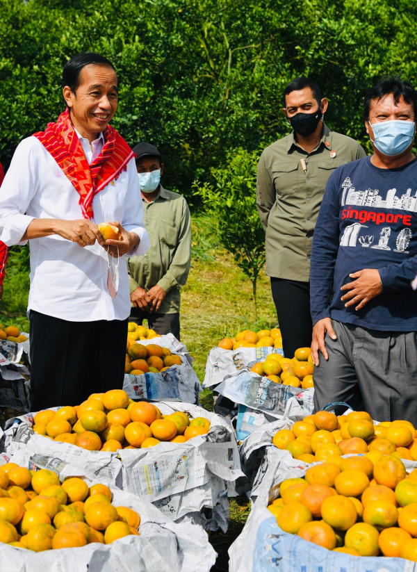 Potret Jokowi Panen Jeruk dan Makan Langsung di Ladang Desa Liang Melas Datas