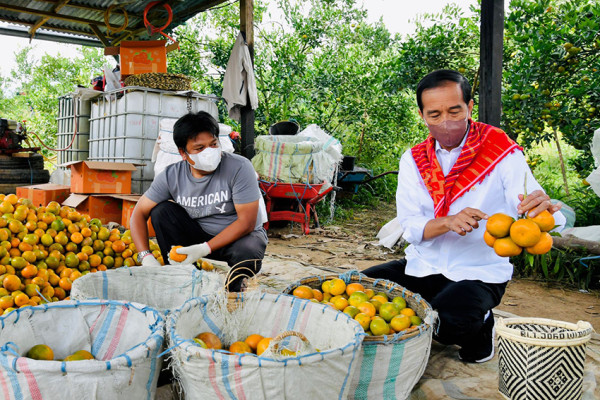 Potret Jokowi Panen Jeruk dan Makan Langsung di Ladang Desa Liang Melas Datas