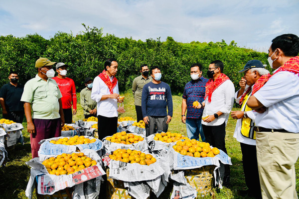 Potret Jokowi Panen Jeruk dan Makan Langsung di Ladang Desa Liang Melas Datas