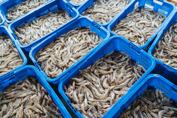 Dongkrak Ekspor Udang Indonesia lewat Modernisasi Tambak