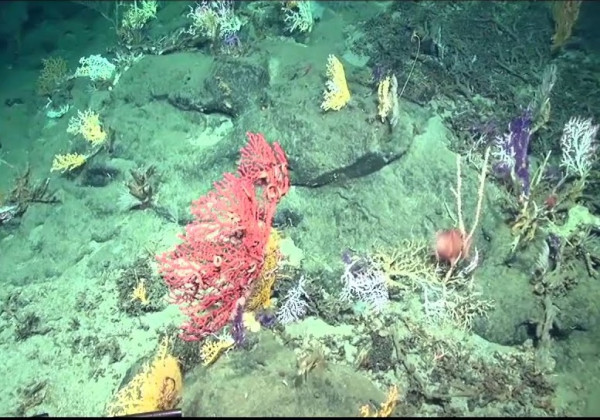 8 Tempat Paling Misterius di Laut yang Dihuni Hewan-Hewan Aneh