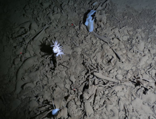 8 Tempat Paling Misterius di Laut yang Dihuni Hewan-Hewan Aneh