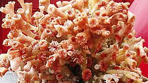 8 Tempat Paling Misterius di Laut yang Dihuni Hewan-Hewan Aneh