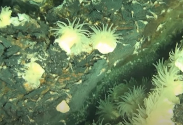 8 Tempat Paling Misterius di Laut yang Dihuni Hewan-Hewan Aneh