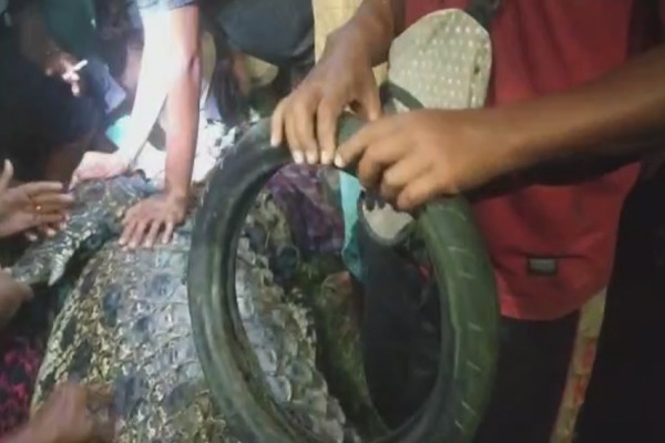 Penampakan Buaya Berkalung Ban saat Dilepaskan Hilli sang Penyelamat