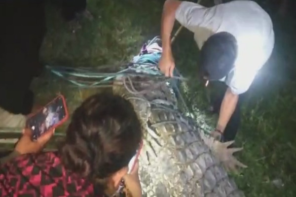 Penampakan Buaya Berkalung Ban saat Dilepaskan Hilli sang Penyelamat