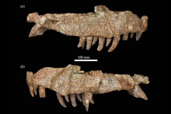 Hidup Sezaman dengan Dinosaurus, Buaya Purba Ini Punya Gigi Setajam Pisau