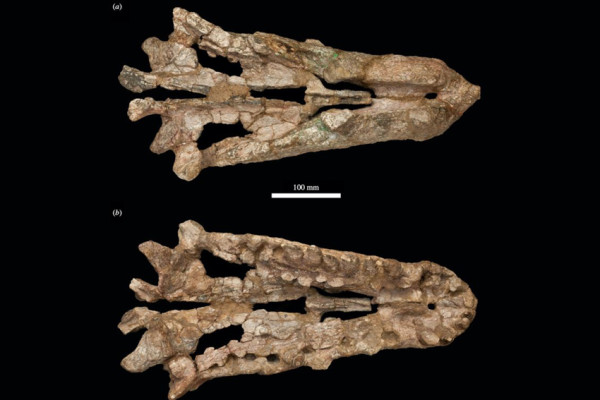 Hidup Sezaman dengan Dinosaurus, Buaya Purba Ini Punya Gigi Setajam Pisau