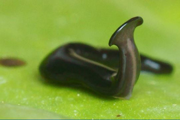 Cacing Alien Berkepala Pipih, Diberi Nama Unik untuk Kenang Korban COVID-19