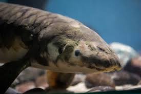 Ikan Akuarium Tertua di Dunia, Methuselah, Manja bak Anak Anjing