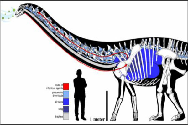 Temuan Baru, Dolly Dinosaurus Berleher Panjang Mati Akibat Penyakit Pernapasan