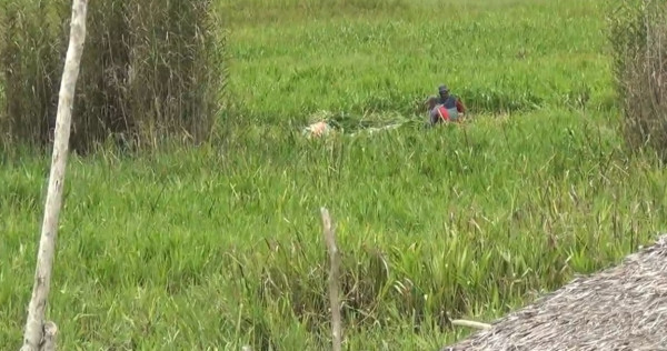 Penampakan Buaya 5 Meter Berkeliaran di Daratan Resahkan Warga