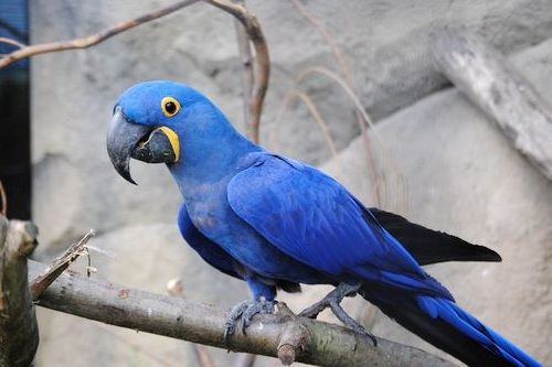 10 Burung Termahal di Dunia, No 2 dan No 5 dari Indonesia