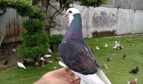 10 Burung Termahal di Dunia, No 2 dan No 5 dari Indonesia