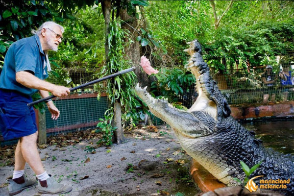 Buaya Tertua di Dunia, Nomor 2 Masih Hidup di Penangkaran