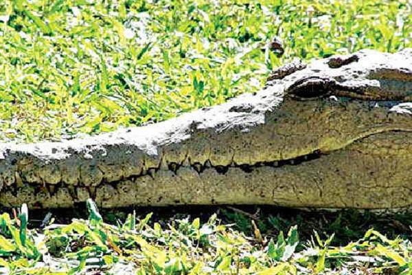 Buaya Tertua di Dunia, Nomor 2 Masih Hidup di Penangkaran