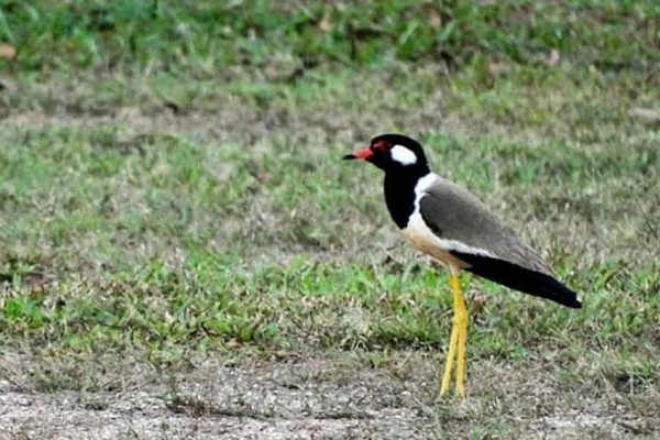 4 Burung yang Hampir Punah di Indonesia, Populasinya Tinggal Puluhan Ekor