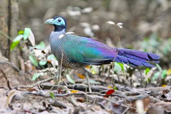 4 Burung yang Hampir Punah di Indonesia, Populasinya Tinggal Puluhan Ekor
